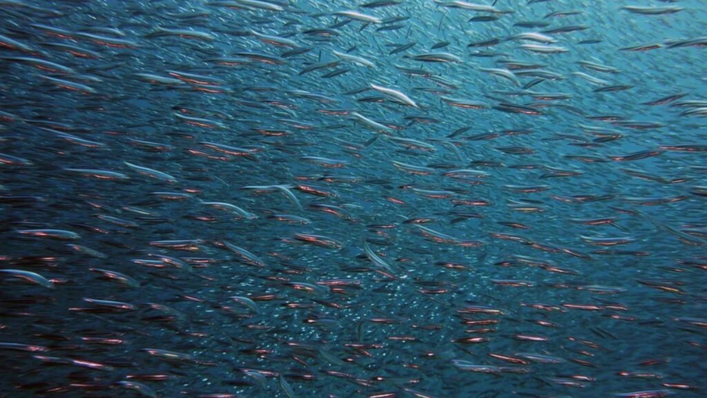 IL PESCE NEL MARE. LA NICCHIA ECOLOGICA PER L'ORTODONTISTA - Ugo d'Aloja