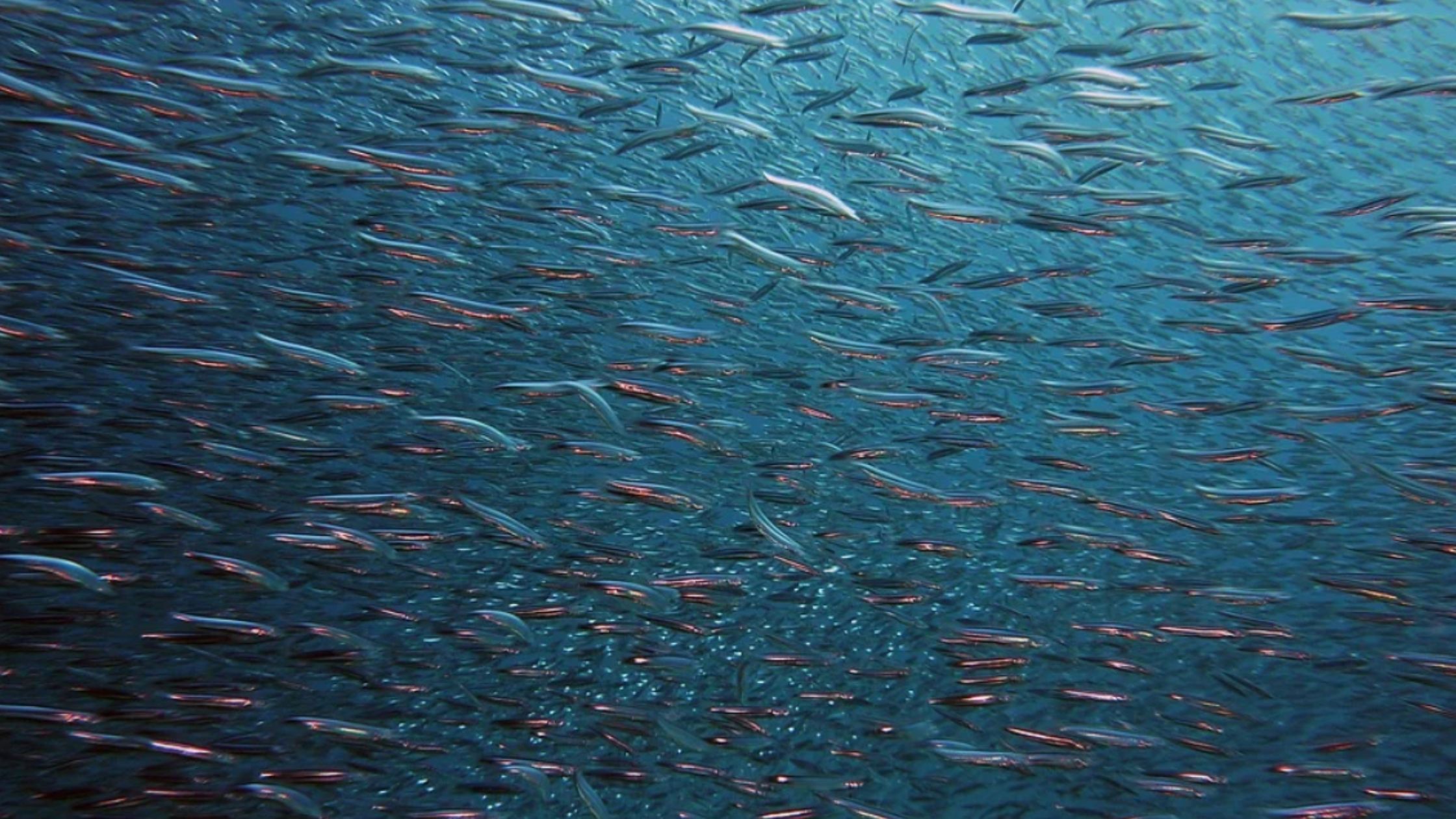 IL PESCE NEL MARE. LA NICCHIA ECOLOGICA PER L'ORTODONTISTA