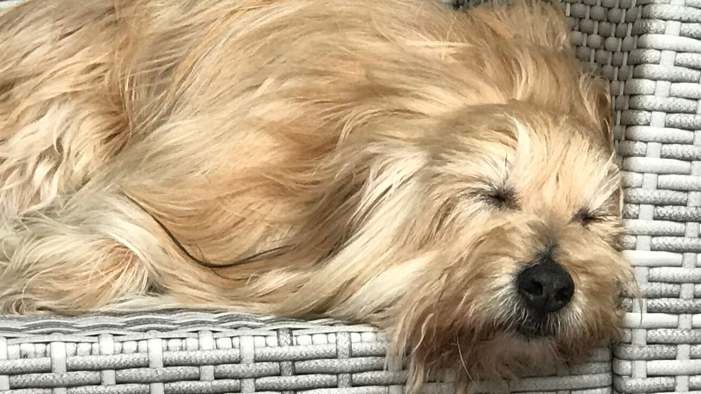 PET THERAPY; PEDRO, IL CANE “PERFETTO”