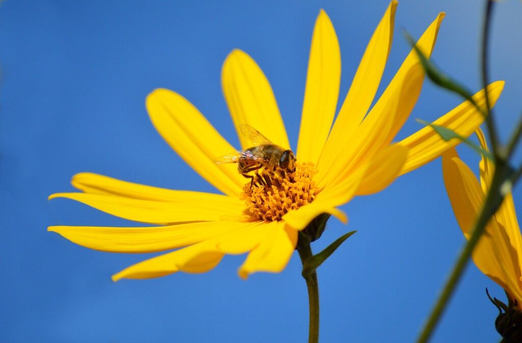 TOPINAMBUR: LA RIVINCITA DELL’AUTUNNO