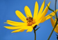 TOPINAMBUR: LA RIVINCITA DELL’AUTUNNO