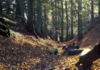 Il richiamo della foresta (Das Wald)