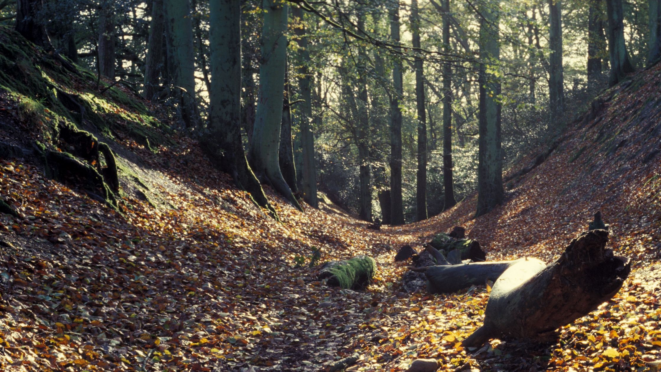 IL RICHIAMO DELLA FORESTA (DAS WALD)